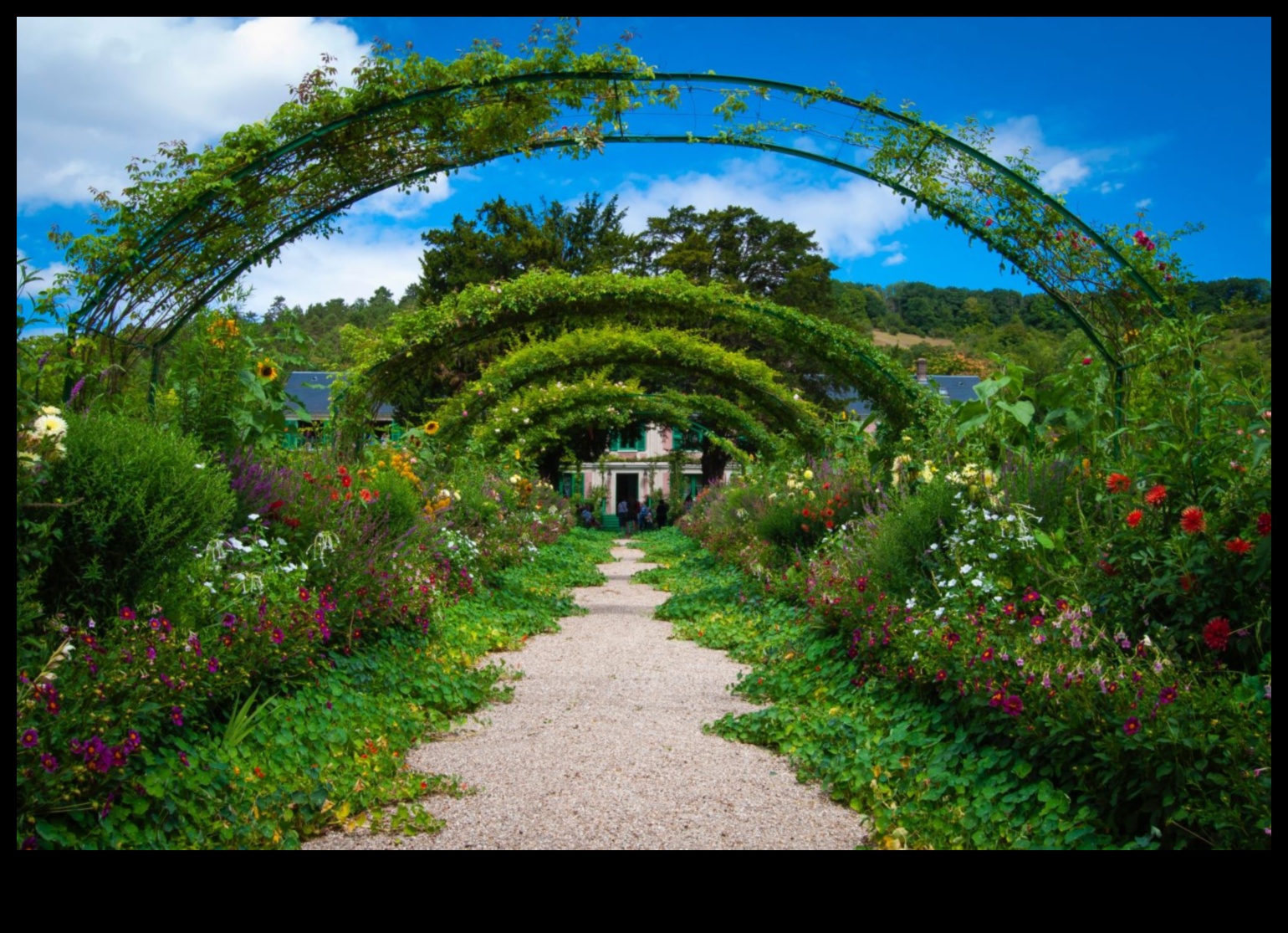 Harmony in Bloom: Dezlănțuite inspirații pentru designul grădinii