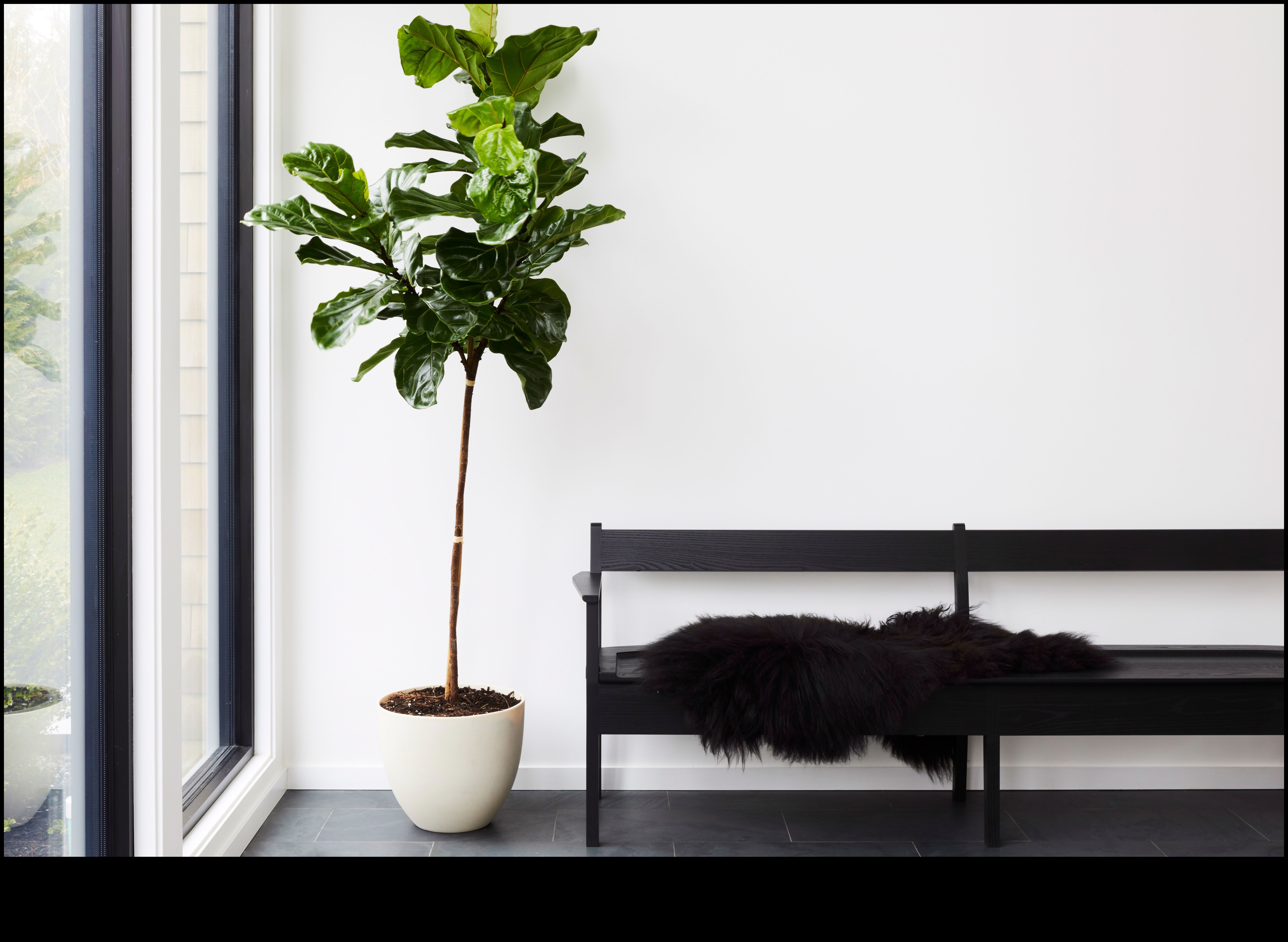 Înfloriți în fiecare cameră: delicii de grădinărit de interior