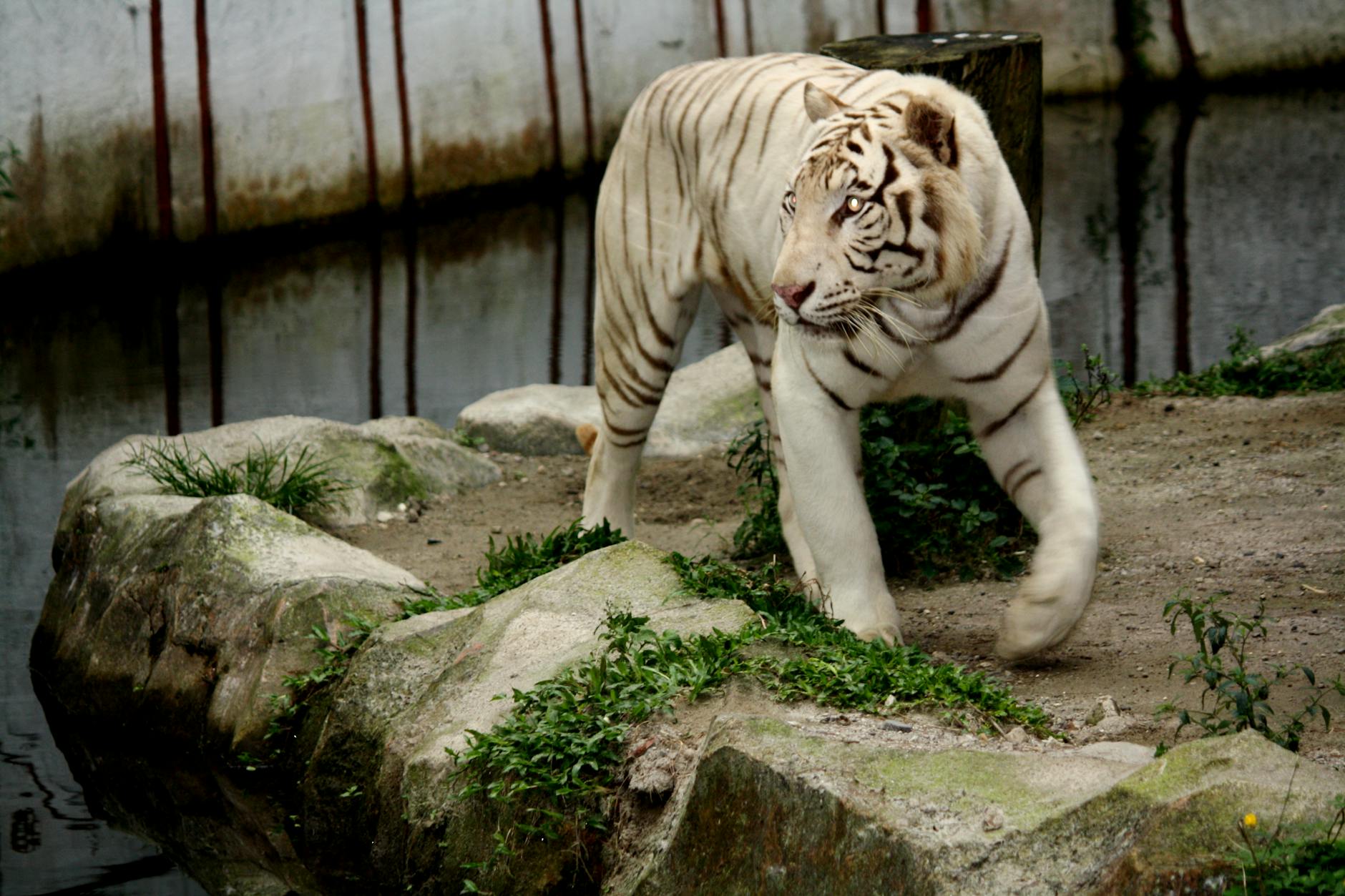 Crearea minunii Eden DIY pentru o grădină capricioasă 6 O grădină capricioasă cu o căsuță pentru păsări, o fântână a dorințelor și o statuie a unui gnom.