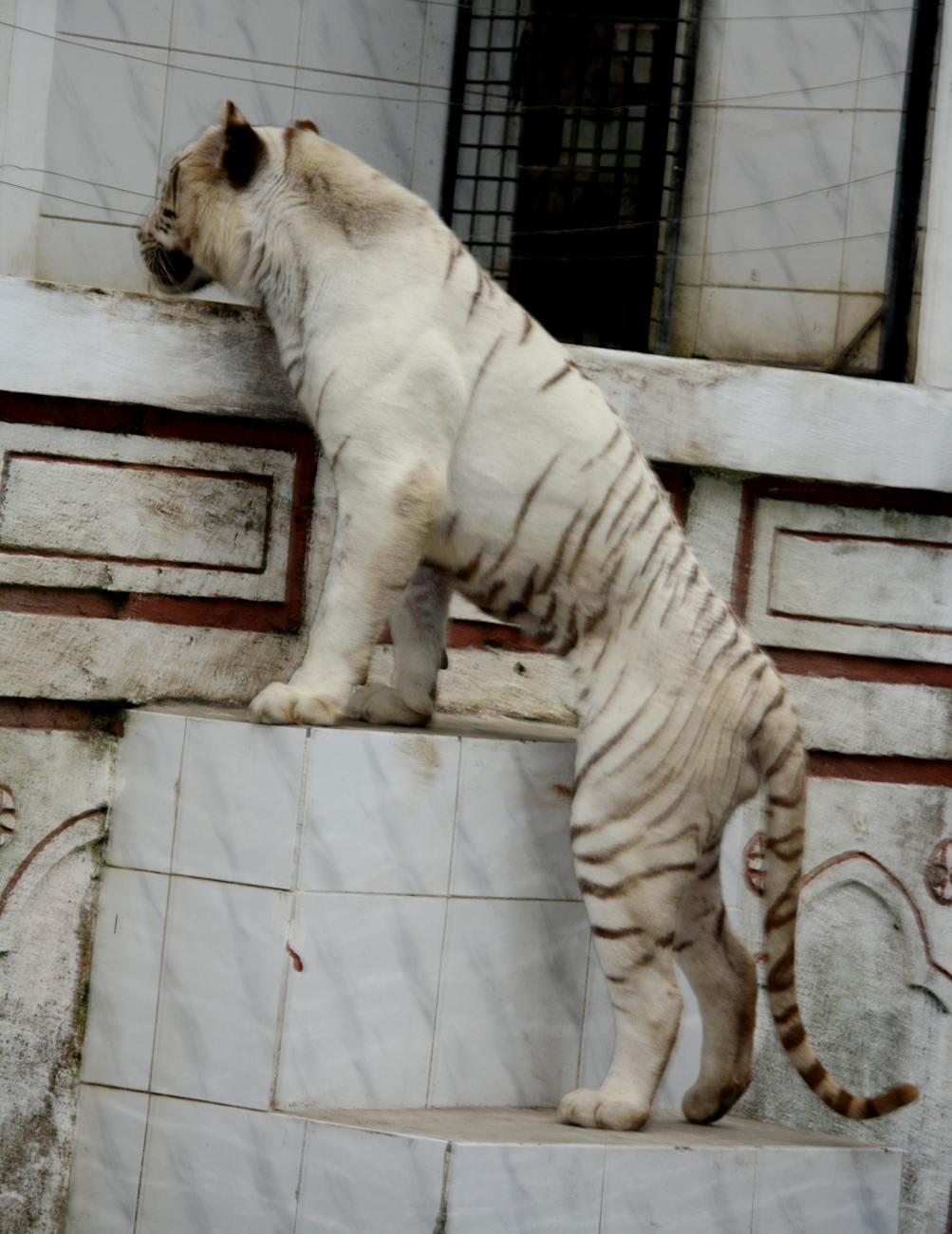 Crearea minunii Eden DIY pentru o grădină capricioasă 8 O grădină capricioasă cu o casă în copac, un iaz și un pod.