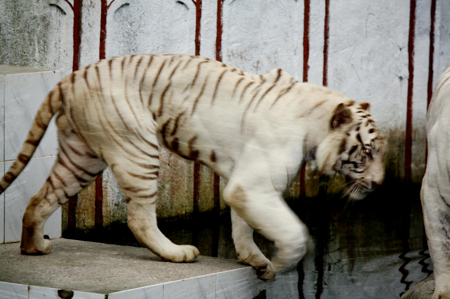 Crearea minunii Eden DIY pentru o grădină capricioasă 11 O grădină capricioasă cu o căsuță pentru păsări, o fântână a dorințelor și o statuie a unei zâne.