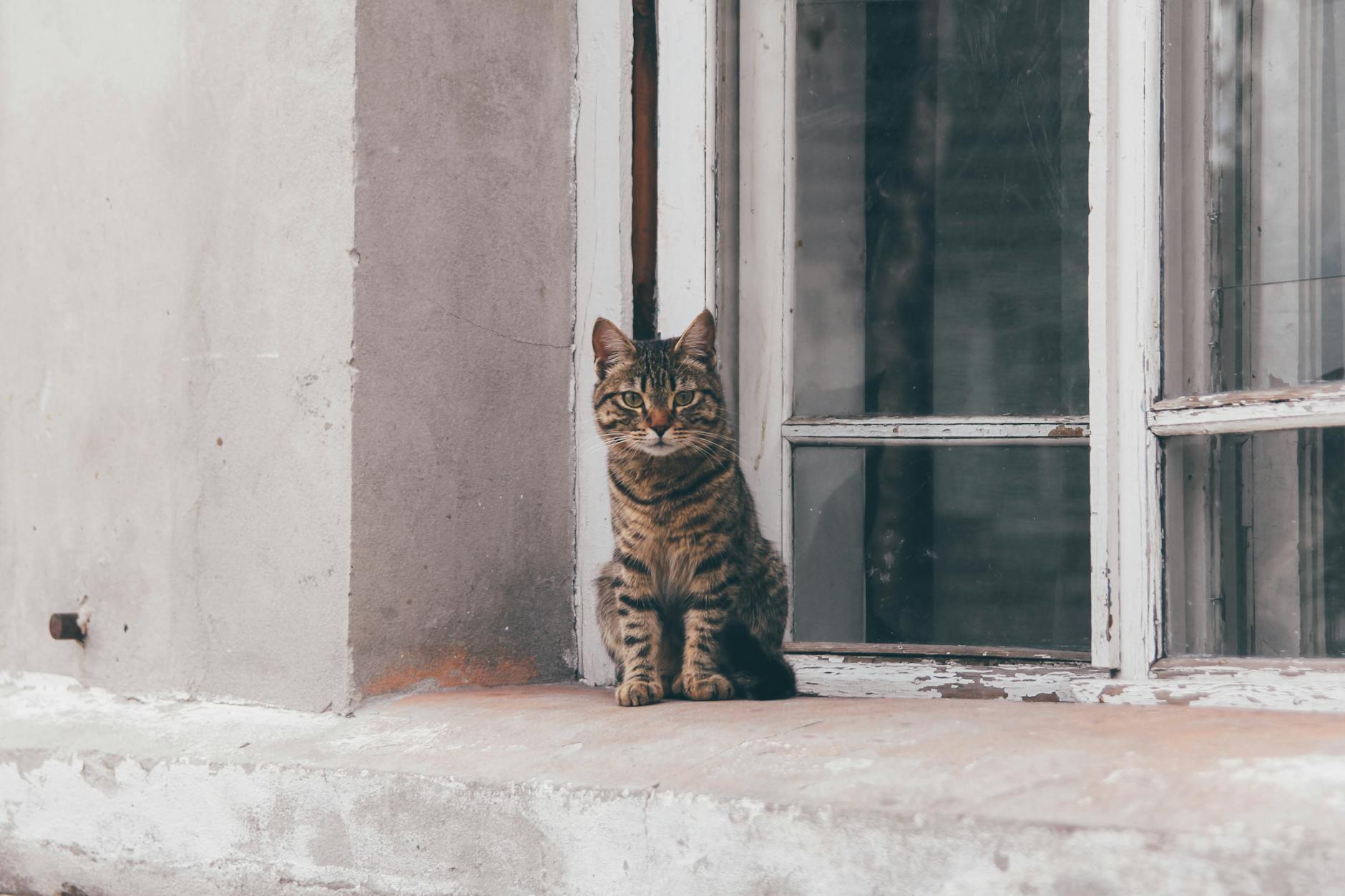 Crearea minunii Eden DIY pentru o grădină capricioasă 10 O grădină capricioasă cu o fântână a dorințelor, o baie de păsări și o statuie a unui gnom.