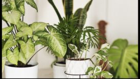 Înfloriți în fiecare cameră: delicii de grădinărit de interior