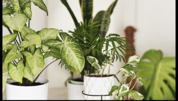 Înfloriți în fiecare cameră: delicii de grădinărit de interior