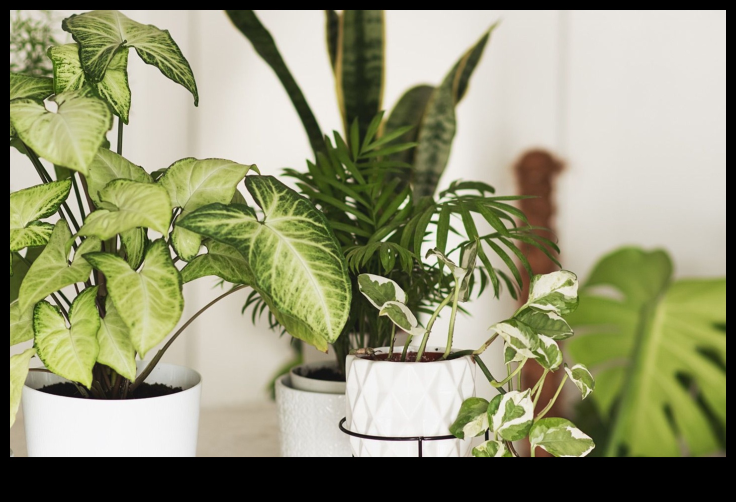 Înfloriți în fiecare cameră: delicii de grădinărit de interior