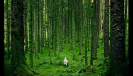 Wellness in Every Rock: Magia mineralelor esentiale