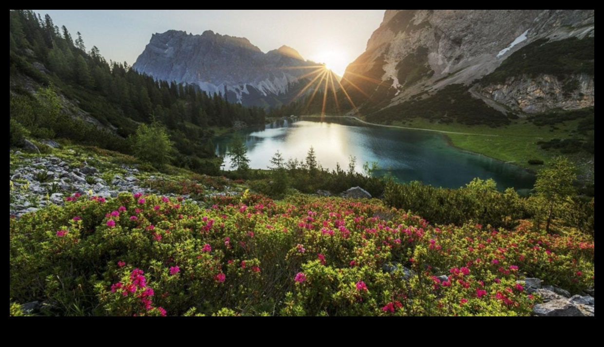 Serenada naturii: infuzând arta în oaza ta în aer liber